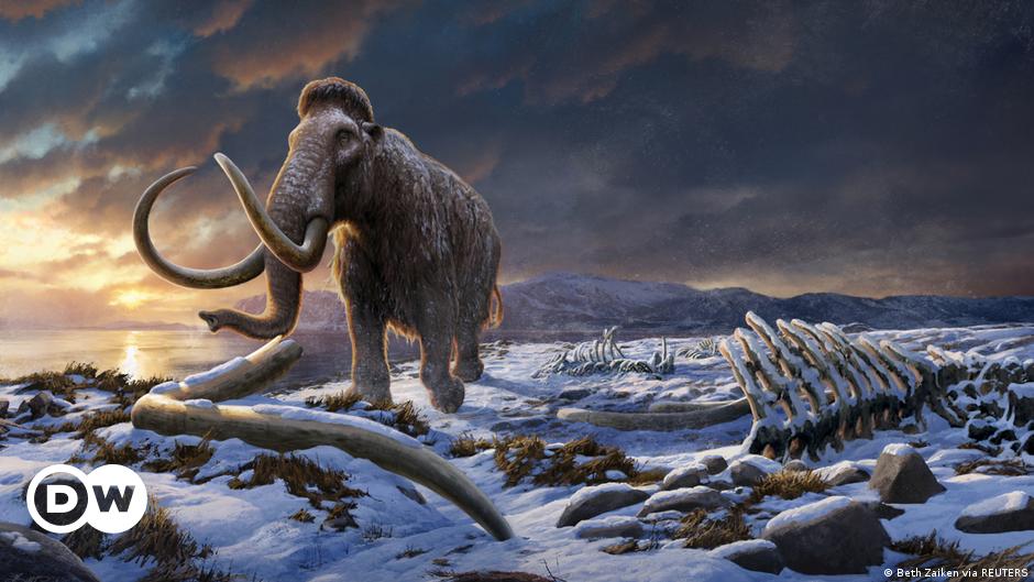 La endogamia no acabó con los últimos mamuts lanudos – DW – 27/06/2024
