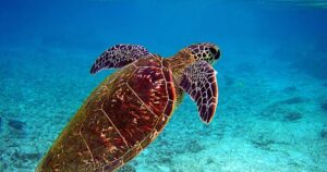 Las tortugas pueden ser sensores de la radioactividad ambiental, según un estudio reciente