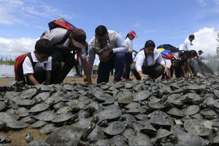 Liberaron 21.000 tortugas de dos especies en el río Orinoco como parte de un plan de conservación