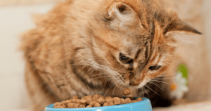 Los 9 mejores piensos para gatos: Calidad y nutrición premium