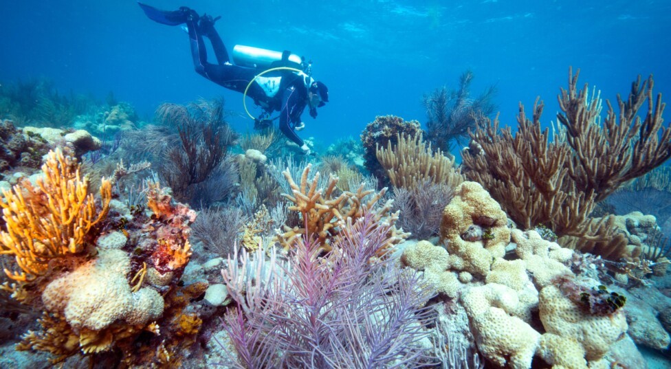 Los corales del mundo se están blanqueando en masa