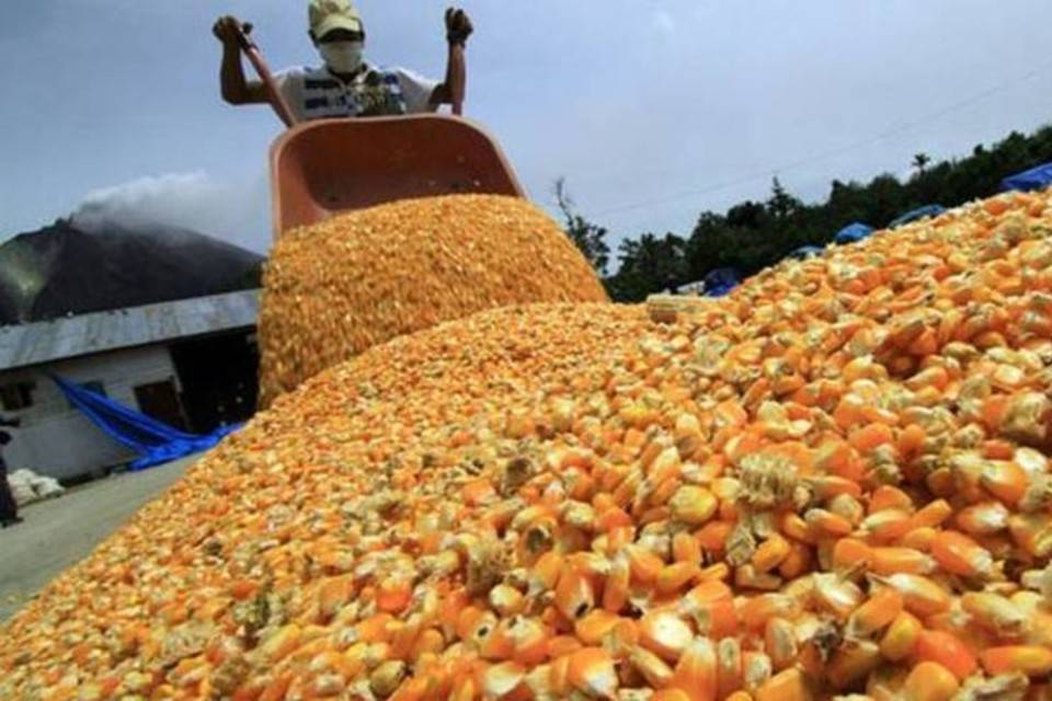 Producción de maíz blanco abastece 58% de la demanda del país