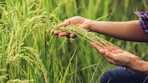 Productores de Guárico piden pronunciamiento oficial sobre enfermedad que afecta cultivos de arroz