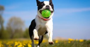 Razas de perros: historia, comportamientos y necesidades del Boston Terrier