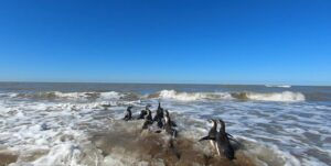 Regresan 14 pingüinos al mar en Argentina tras rescate por desnutrición - AlbertoNews