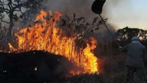 Revelan que sequía e incendios secaron un 61 por ciento del Pantanal en 2023