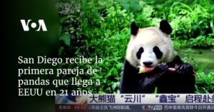 San Diego recibe la primera pareja de pandas que llega a EEUU en 21 años