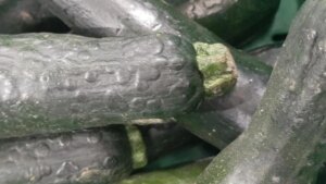 Un experto lanza un aviso sobre los calabacines que tengan este aspecto