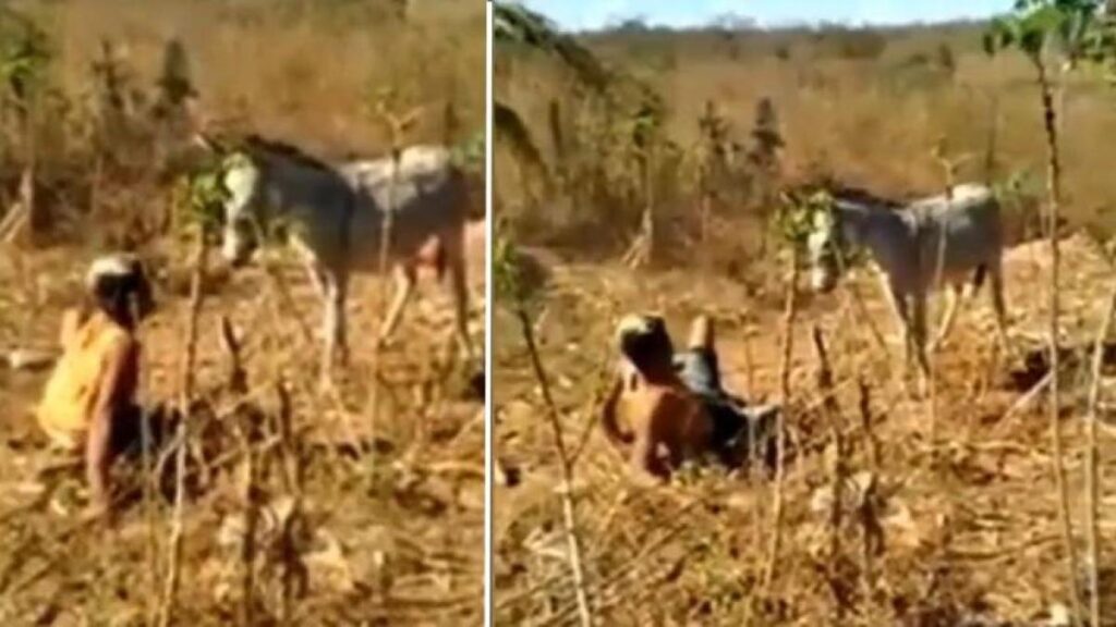 (Video) Burro que era maltratado por su dueño, pero se cansó de él, lo arrastró y lo mordió