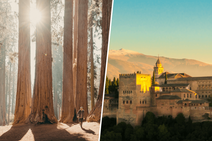 el árbol que se plantó en Granada años antes de que los botánicos las descubrieran