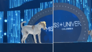 perrito se coló en la pasarela de Miss Universe Colombia, piden que sea el ganador