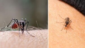 van más de 6.500 casos de dengue en el primer semestre del 2024