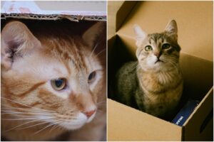 ¿Por qué los gatos tienen fascinación por las cajas de cartón? Estudio explica a qué se debe este comportamiento intrigante de los felinos