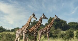 ¿Por qué tienen las jirafas el cuello tan largo? (descubre la razón)