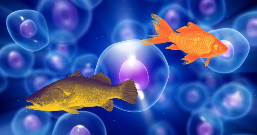 ¿Por qué los peces no tienen dos cabezas? Descubre el papel de los campos eléctricos
