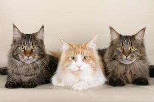 5 razas de gatos de pelo largo