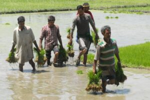 Agricultores castigaron con su voto la política agraria india ante crisis climática