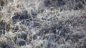 Alertan que la ola polar está impactando en el precio de frutas y verduras