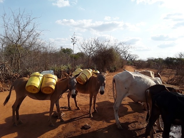 Ambiciosos objetivos en Kenia ante una crisis climática que la maltrata