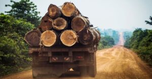 Bosques heridos por el cambio climático y la demanda de madera