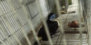 Cicpc desmantela red de trafico de animales en Caracas