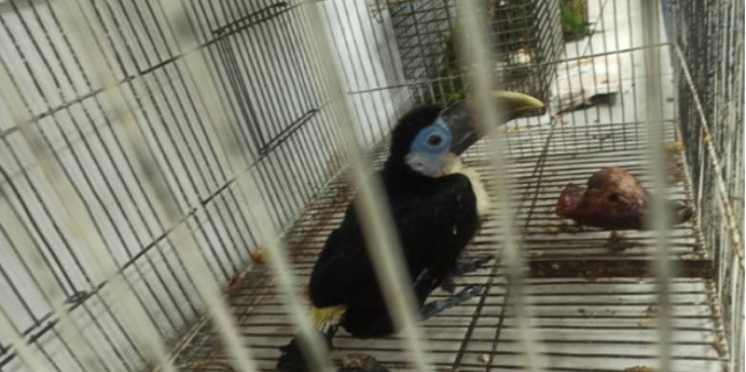 Cicpc desmantela red de trafico de animales en Caracas