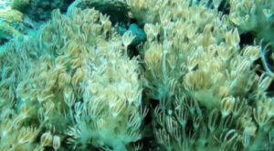 Coral de Indonesia invade costas de Venezuela