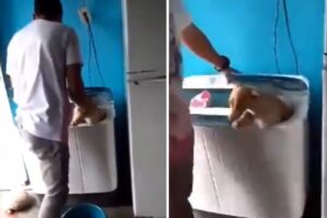 Detenidos dos sujetos en Anzoátegui por meter un perro a una lavadora (+Video)