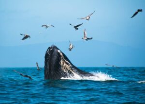 Día Mundial de las Ballenas y Delfines: Un llamado a la acción para su protección
