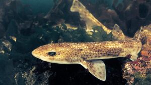 El calentamiento y la acidez de los océanos podría ser desastroso para los tiburones