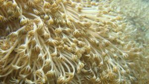 El coral que invade las costas de Venezuela y amenaza el Caribe