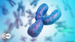 El cromosoma Y evoluciona más rápido que el X, según estudio – DW – 02/07/2024