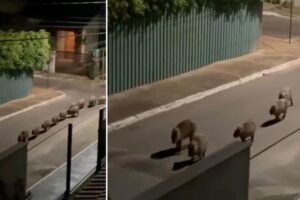 El raro desfile de chigüires por una vía pública de Brasil que fue captado en cámaras (+Video)