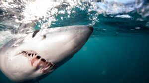 tiburones