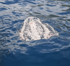 Encuentran caparazón de tortuga cardón en Puerto Cruz