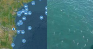 Extranjeros reaccionan a incremento de tiburones blancos en las costas de Tamaulipas: “Nos están invadiendo”