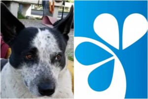 Farmatodo asegura que colabora en investigaciones por el caso de Manchas, el perrito desaparecido en Caracas (+Comunicado)