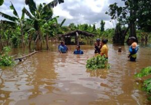 Fuertes lluvias arrasan el 70 % de la producción de plátano en el Sur del Lago: Es preferible regalarlo antes que se pudra, según productores