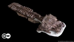 Hallan fósil de salamandra gigante de la era de hielo – DW – 04/07/2024