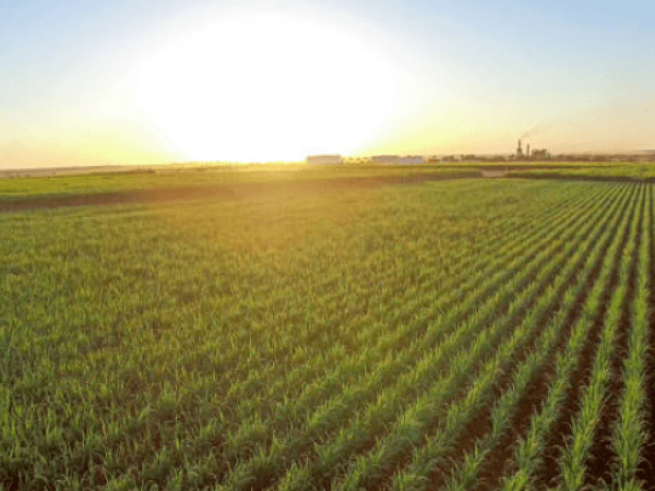 Ingenio azucarero está afectado por el exceso de lluvias | Agro | Economía
