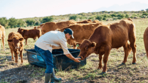 Investigación revela como el cambio climático impactan en los precios de la leche cruda en el Atlántico