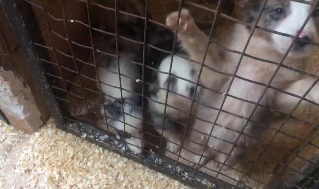 La Guardia Civil desmantela un negocio de venta irregular de mascotas en Cantabria y con clientes en diversos puntos de España.
