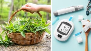 La hierba que ayudaría a nivelar el azúcar en el cuerpo y regular la diabetes