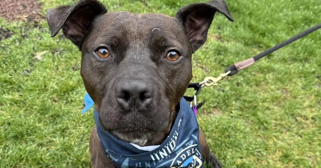 La incansable lucha de Smokey por encontrar hogar: más de 1.500 días en un refugio