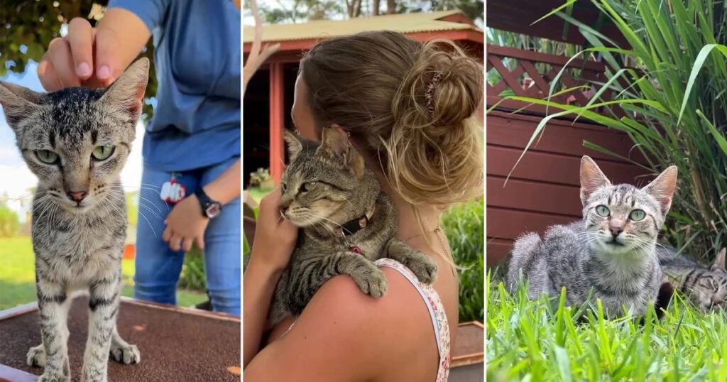 La inspiradora labor del Lanai Cat Sanctuary en la pequeña isla de Hawái que alverga más de 600 gatos