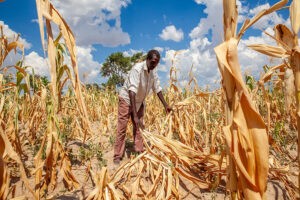 La sequía en África Meridional crea dificultades extremas y la esperanza de su temporalidad