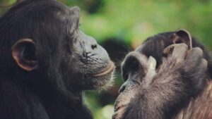 Los chimpancés gesticulan rápidamente como en las conversaciones humanas