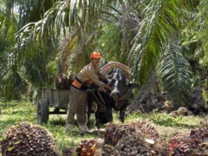 Palmicutores del Catatumbo anuncian marchas para este miércoles 24 de julio | Finanzas | Economía