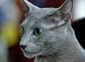 Permisos laborales por muerte de animales de compañía: una tendencia en crecimiento