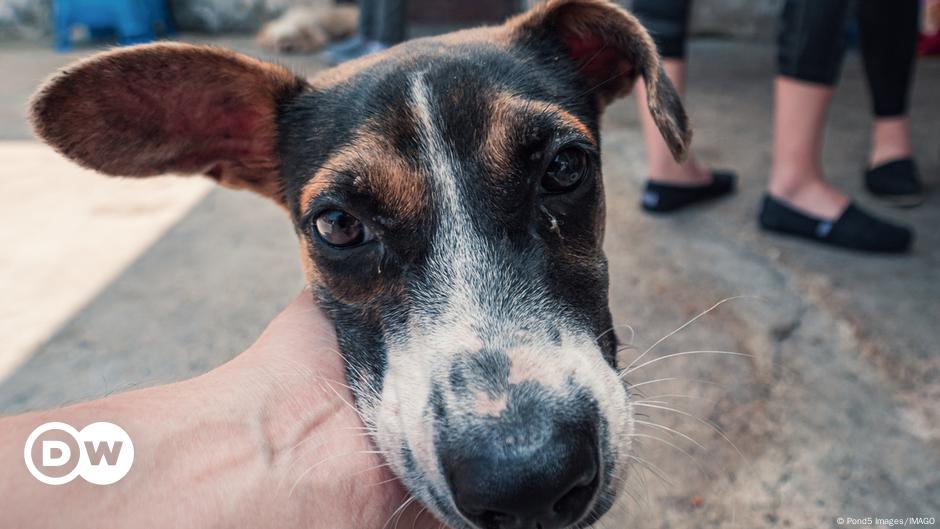 Perros huelen estrés humano y eso altera su comportamiento – DW – 24/07/2024
